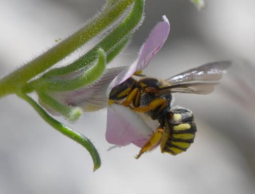 Réf. 283 375 : Rhodanthidium infuscatum